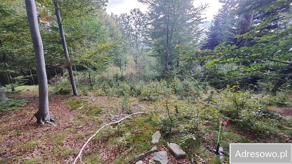 Działka leśna Tokarnia. Zdjęcie 5