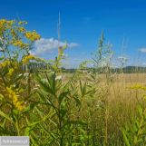 Działka budowlana Domaniewice. Zdjęcie 1