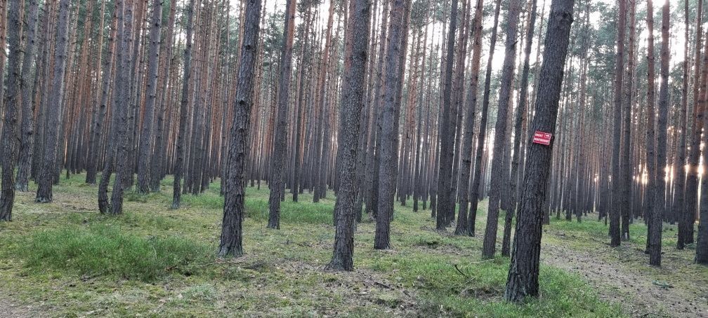 Działka leśna Ostrowy nad Okszą. Zdjęcie 3
