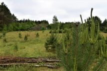 Działka rolno-budowlana Osowo Leśne. Zdjęcie 1