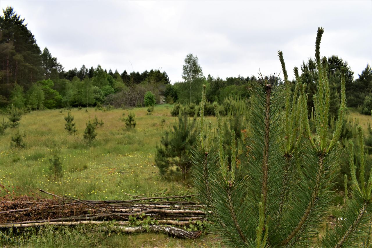Działka rolno-budowlana Osowo Leśne. Zdjęcie 2