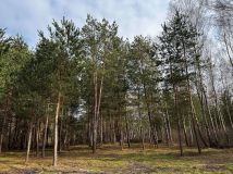 Działka rolno-budowlana Rydzów. Zdjęcie 4