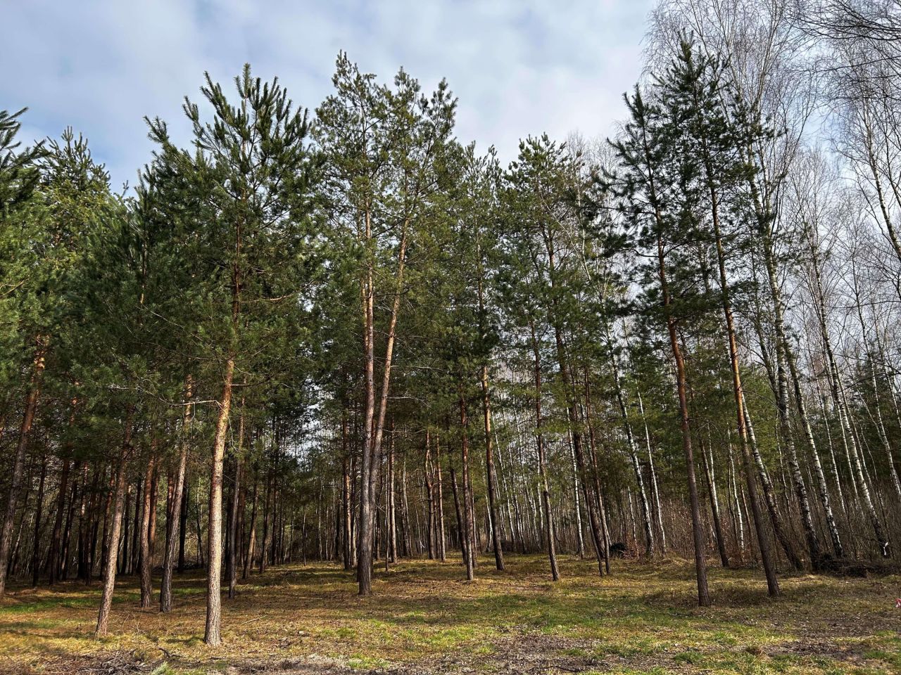 Działka rolno-budowlana Rydzów. Zdjęcie 5