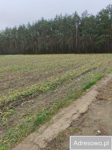 Działka rekreacyjna Napiórki Butne. Zdjęcie 2