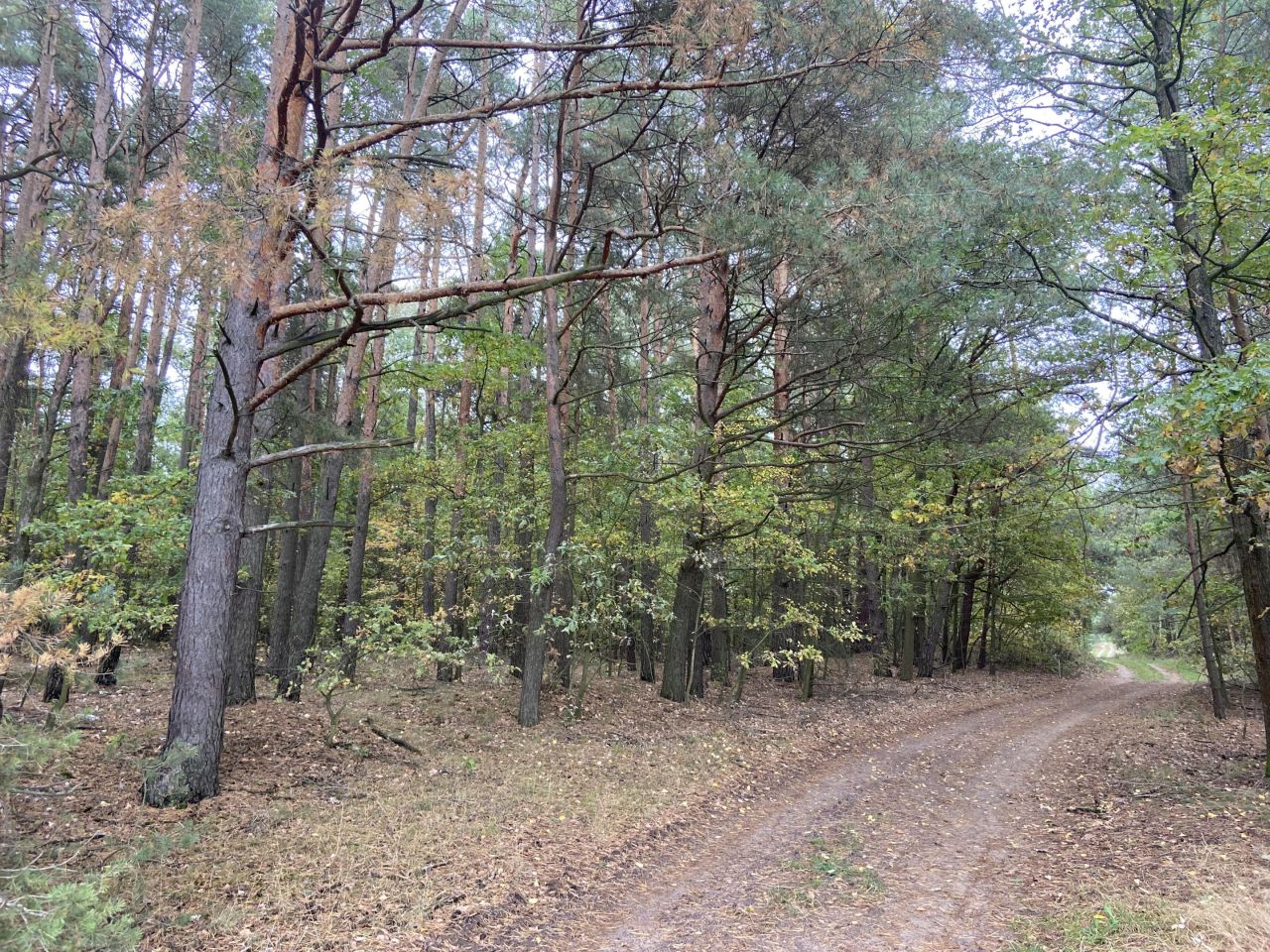 Działka rolna Karwice W Lesie. Zdjęcie 3