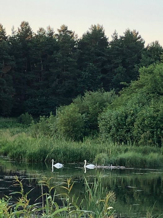 Działka inwestycyjna Majdan Sopocki Drugi. Zdjęcie 5