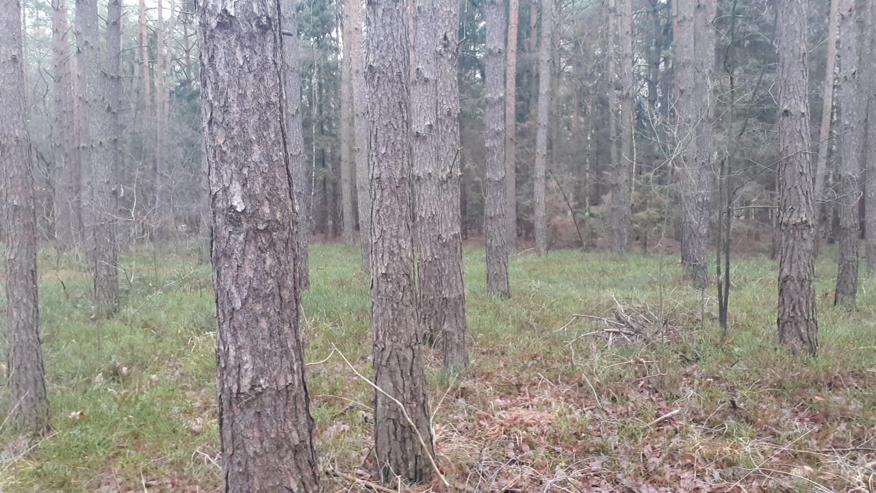 Działka leśna Polesie. Zdjęcie 5