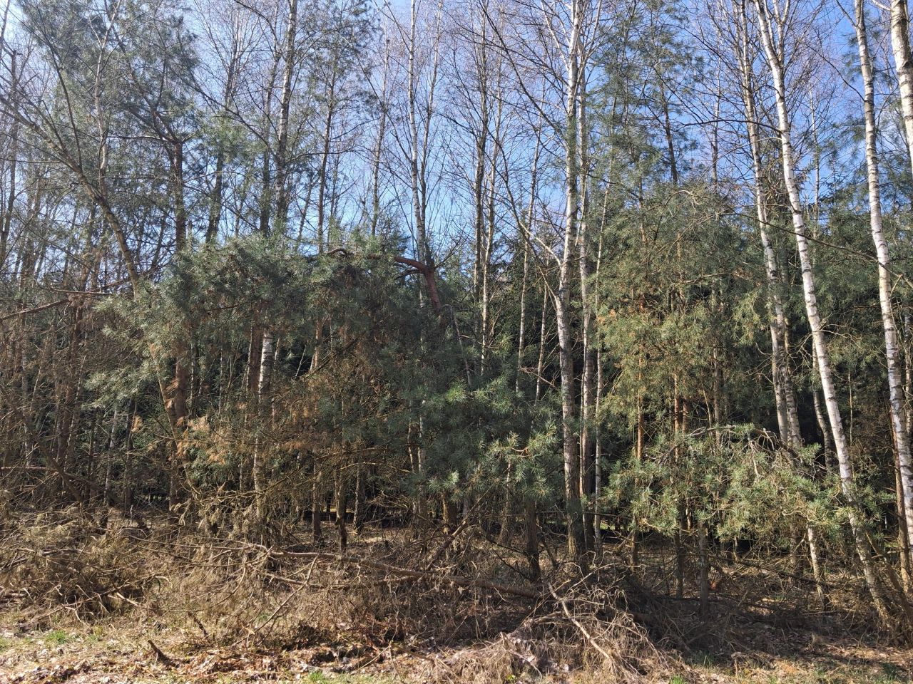 Działka rolna Jeżów. Zdjęcie 2