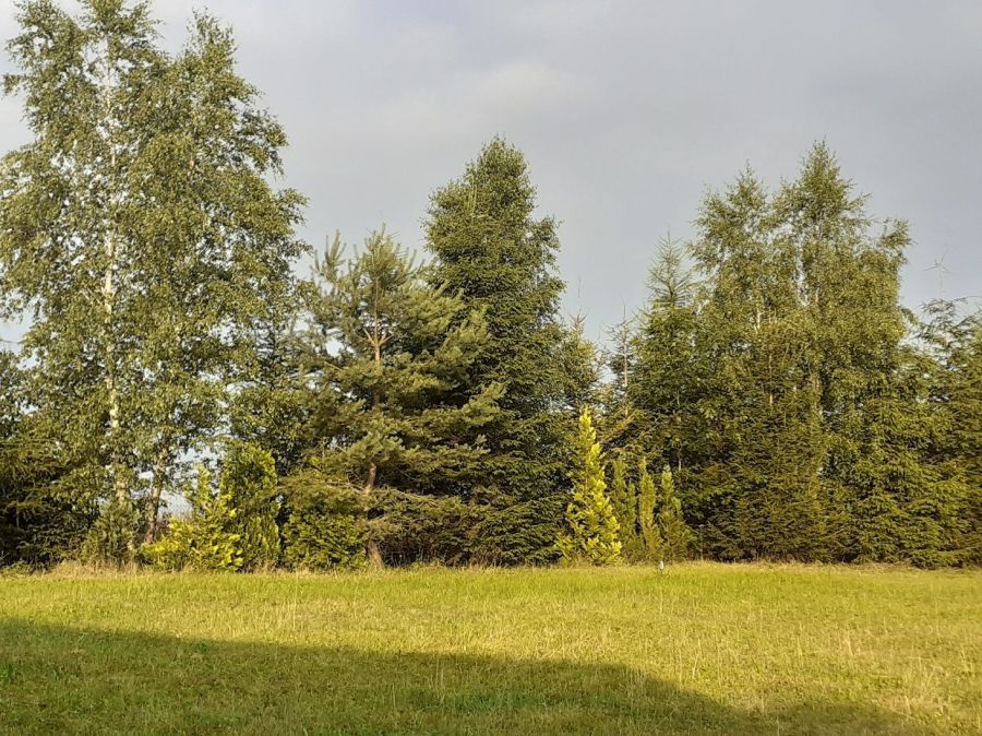 Działka siedliskowa Przodkowo. Zdjęcie 7