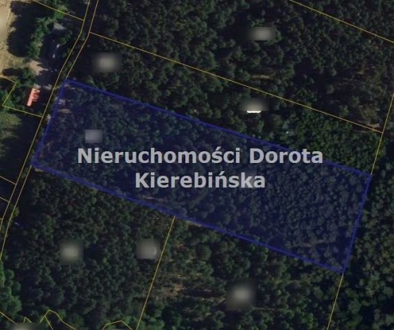 Działka leśna Kozłowiec. Zdjęcie 1