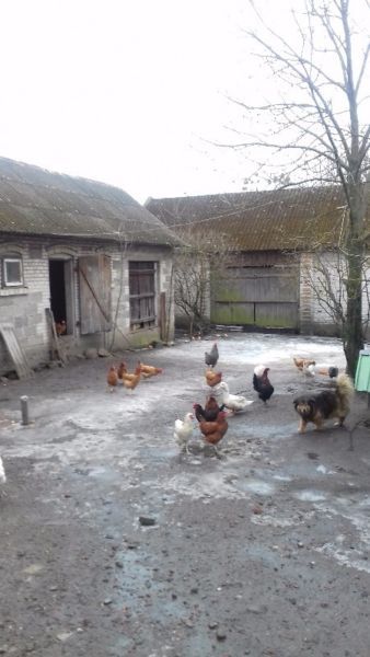 dom wolnostojący Kazanów, ul. Batalionów Chłopskich. Zdjęcie 2