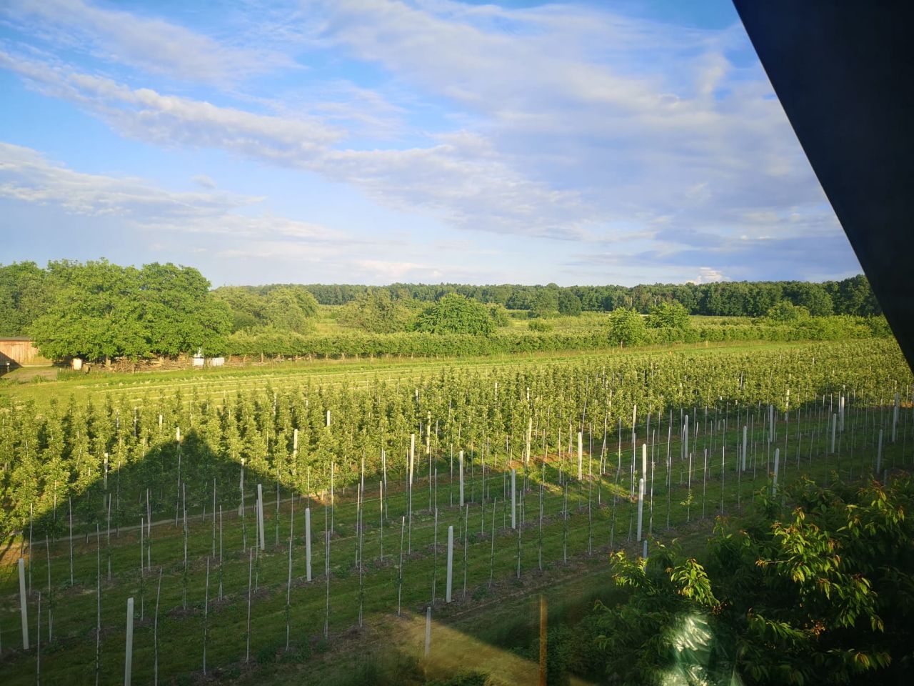 dom wolnostojący, 5 pokoi Antonówka. Zdjęcie 6