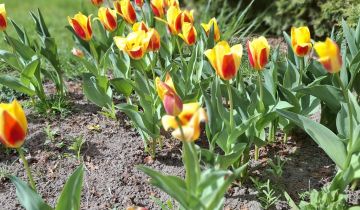 dom szeregowy, 4 pokoje Piaseczno