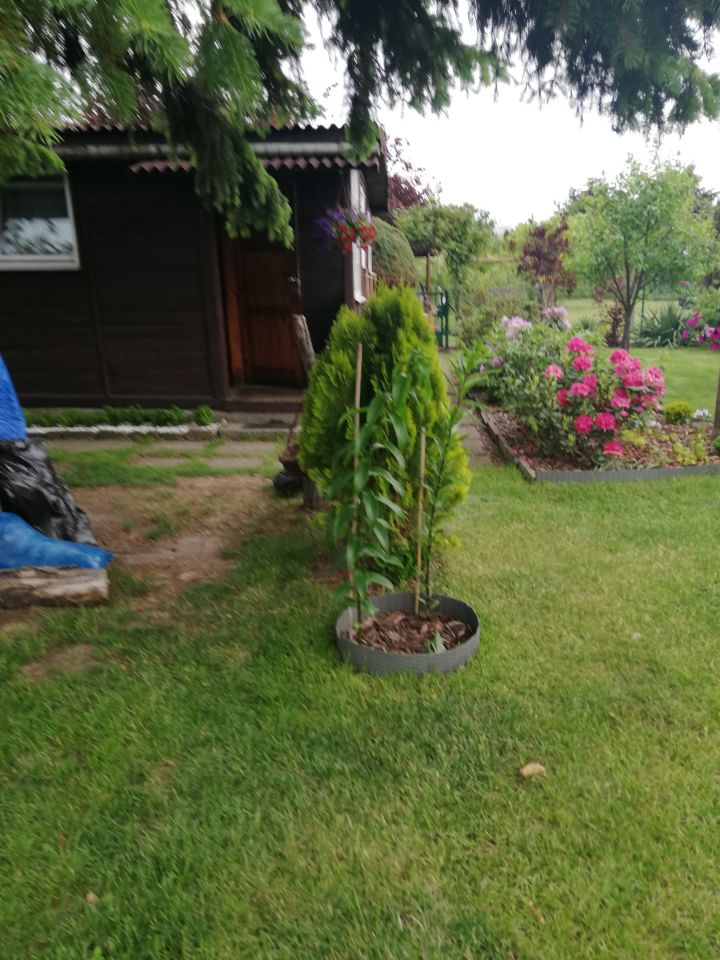 Działka rod Warszawa Bemowo, Dzialka ROD Bemowo II. Zdjęcie 8