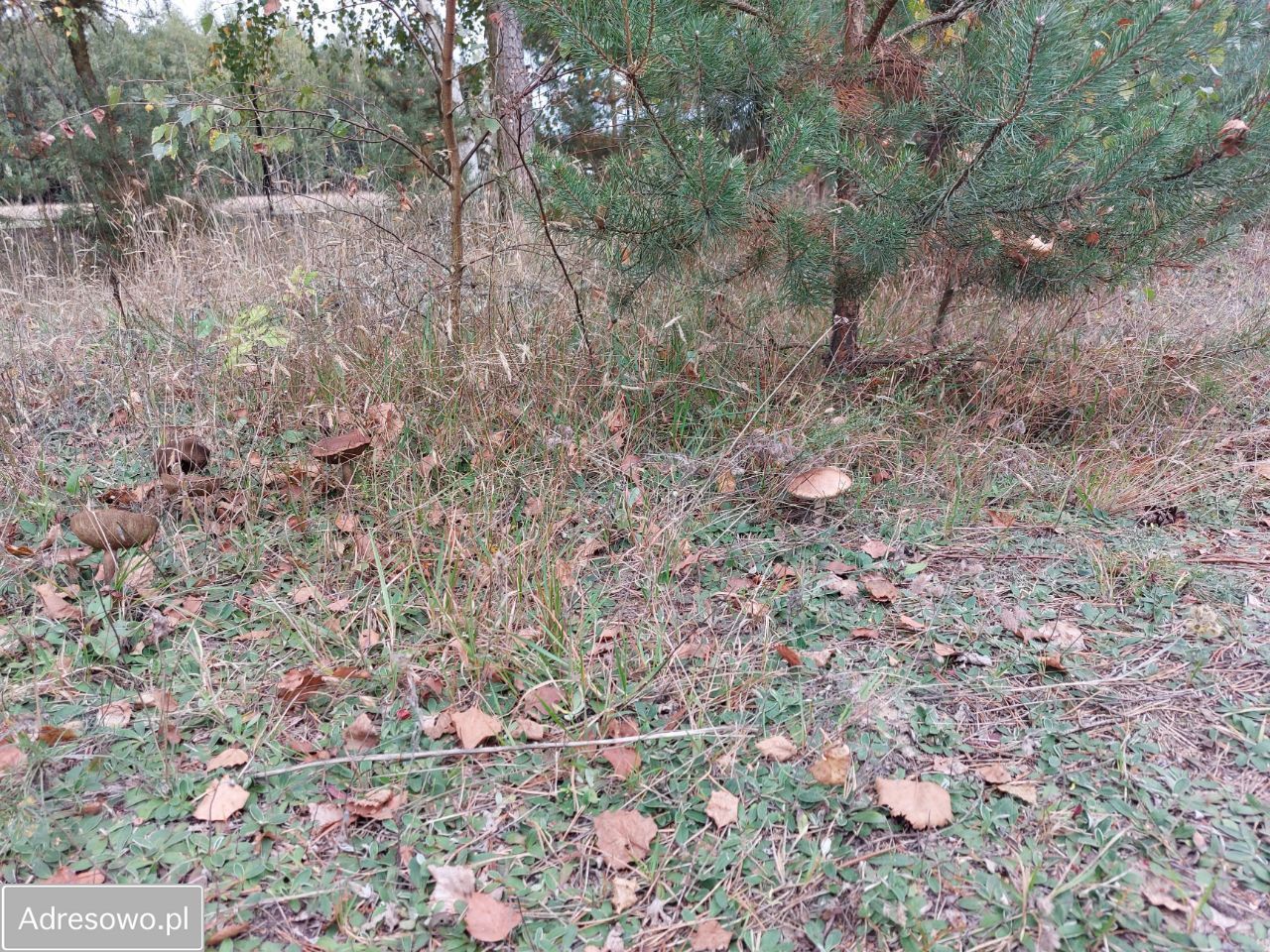 Działka rolno-budowlana Kazimierzów. Zdjęcie 15