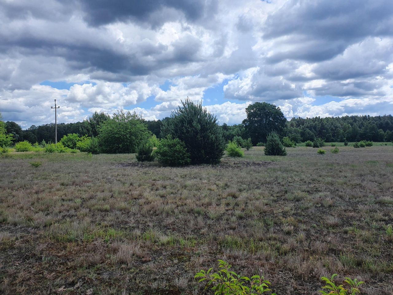 Działka budowlana Kępa Niemojewska. Zdjęcie 9