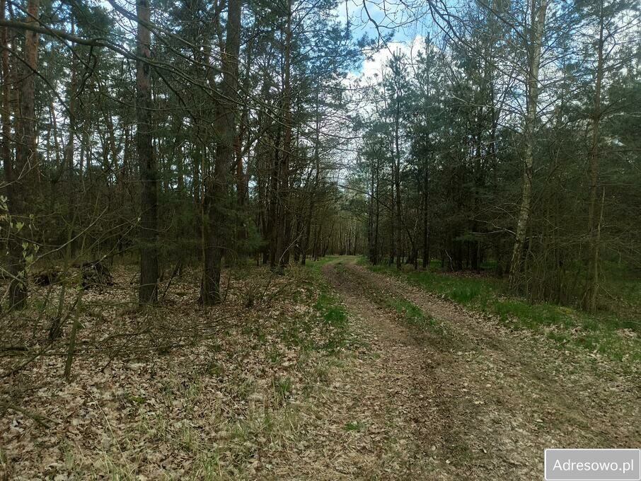 Działka leśna Hipolitów. Zdjęcie 10