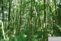 Działka leśna Garki. Zdjęcie 1