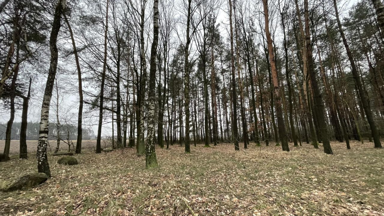 Działka leśna Skarżynek. Zdjęcie 8