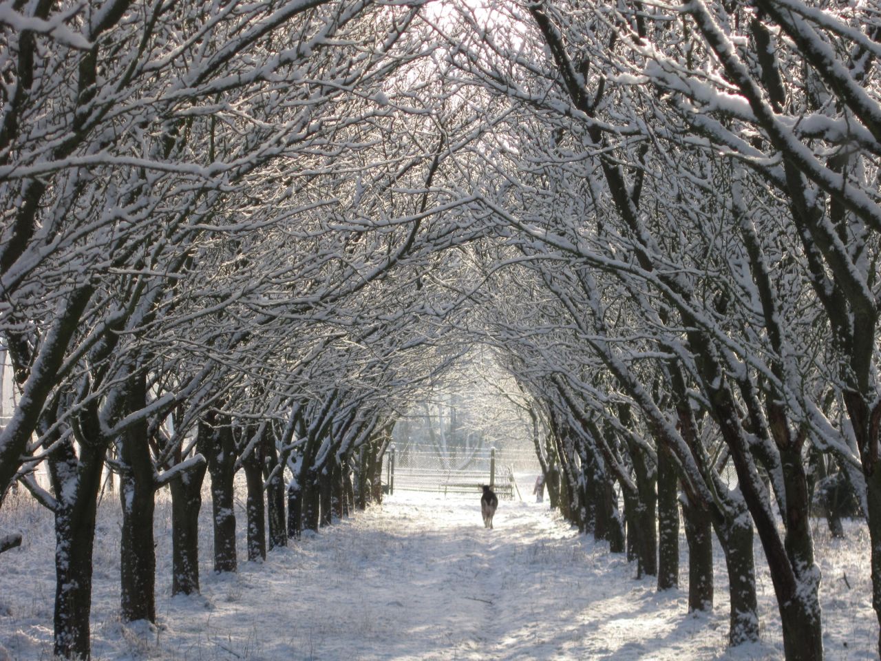 Działka rolno-budowlana Jarszewo. Zdjęcie 19