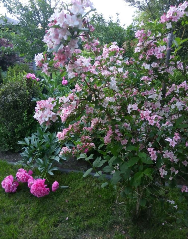 Działka rod Ciechanów. Zdjęcie 7