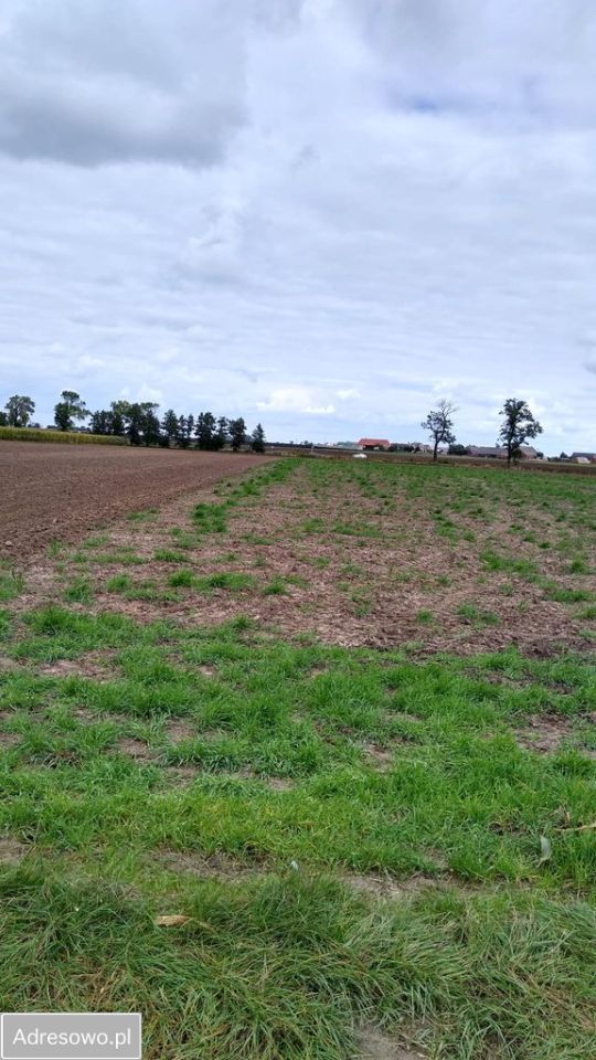 Działka rolna Czacz. Zdjęcie 2