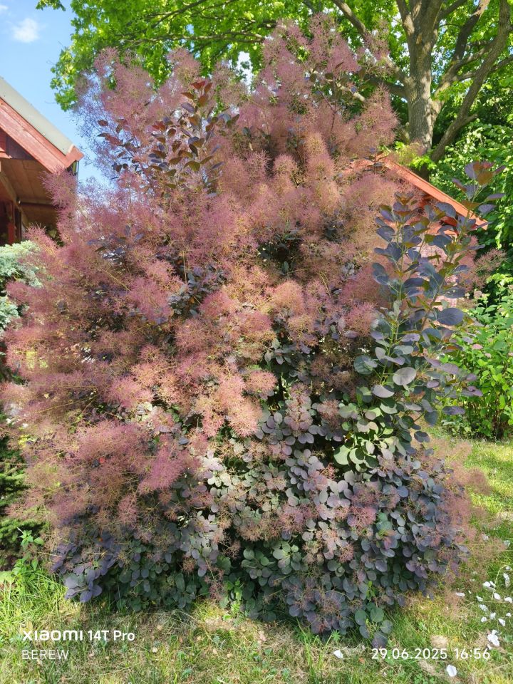 Działka rod Tenczynek, ul. Owocowa. Zdjęcie 6