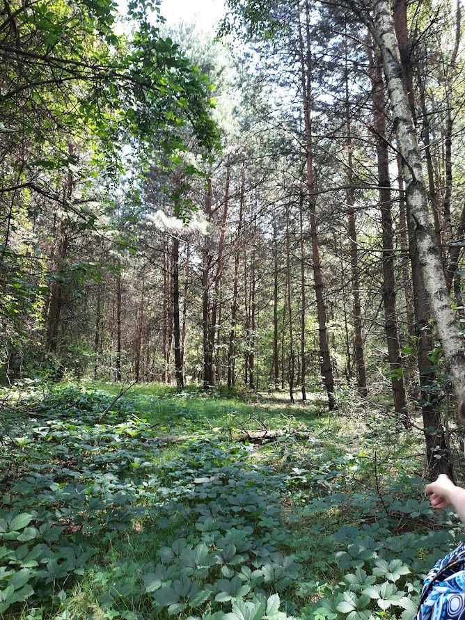 Działka leśna Żarki-Letnisko, ul. Jasna. Zdjęcie 2