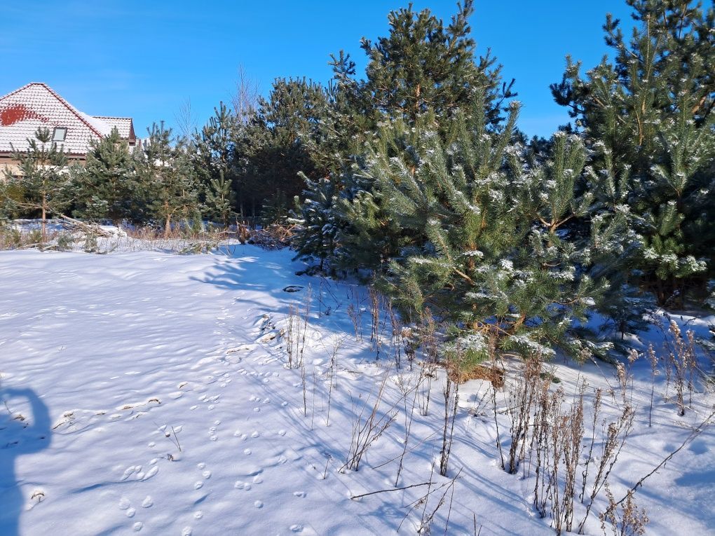 bliźniak Gowino. Zdjęcie 3