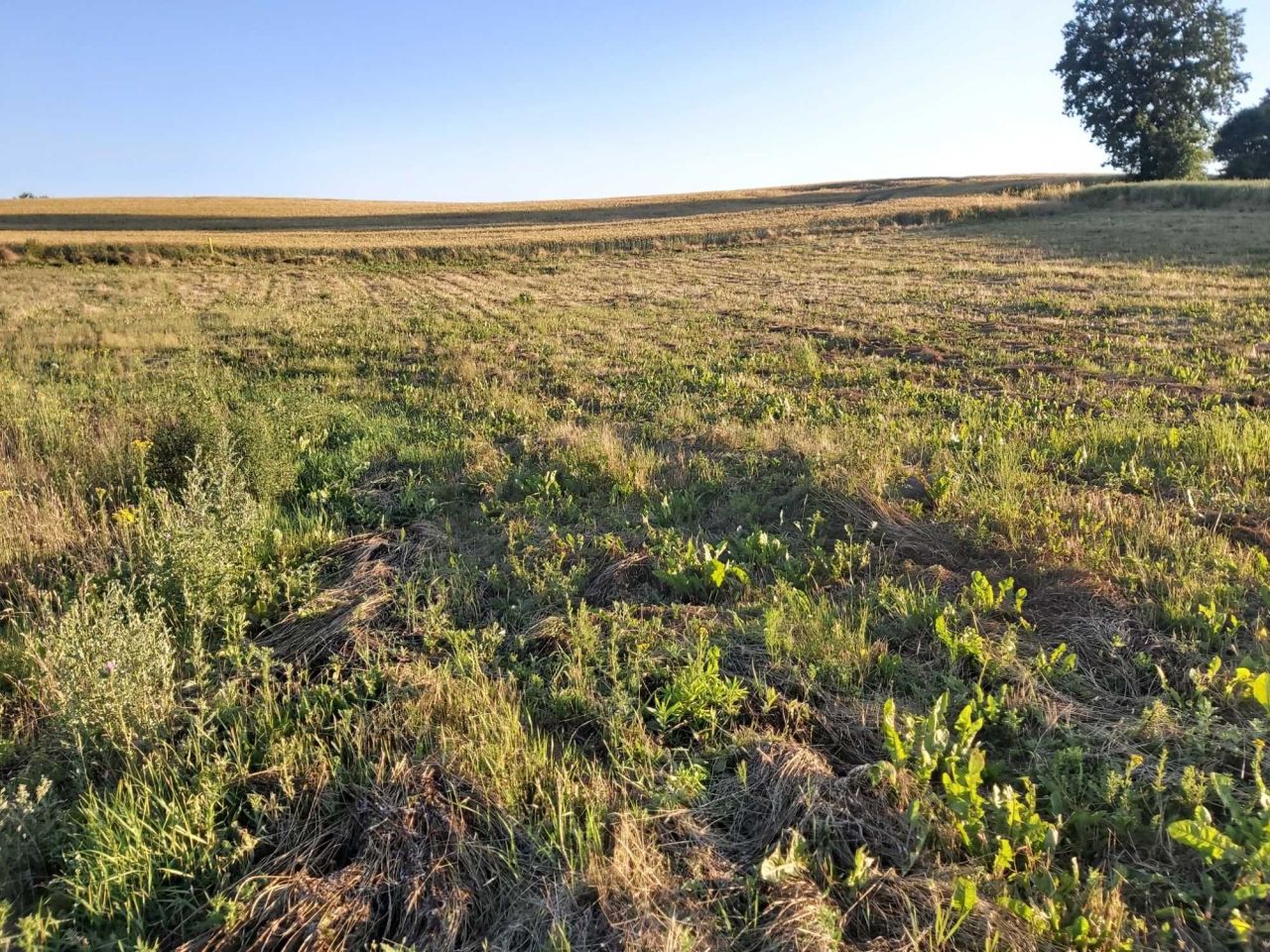 Działka budowlana Marcelin. Zdjęcie 5