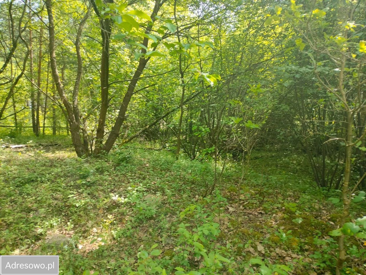 Działka rekreacyjna Nadkole. Zdjęcie 4