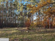 Działka leśna Marynin, ul. Gospodarcza. Zdjęcie 3