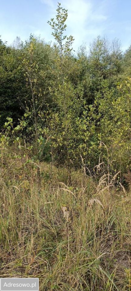 Działka Wyżne. Zdjęcie 2