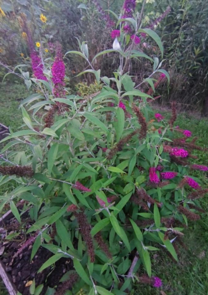 Działka rod Włocławek Lisek, ul. Jastrzębia. Zdjęcie 10