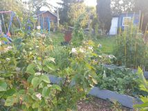 Działka rod Szczecin Śródmieście, ul. Marynarska. Zdjęcie 4