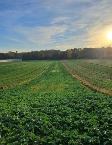 Działka rolno-budowlana Grzegorzowice Wielkie. Zdjęcie 1
