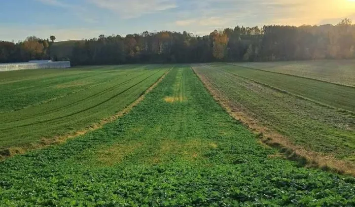 Działka rolno-budowlana Grzegorzowice Wielkie