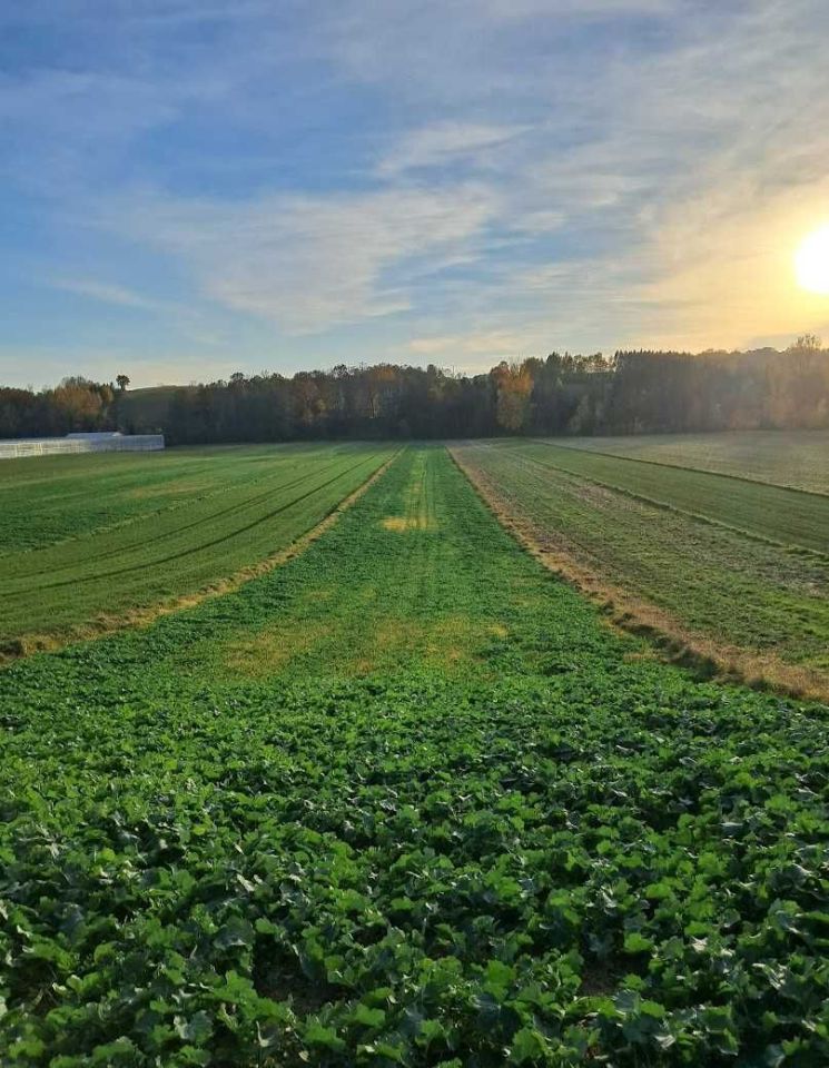 Działka rolno-budowlana Grzegorzowice Wielkie. Zdjęcie 1