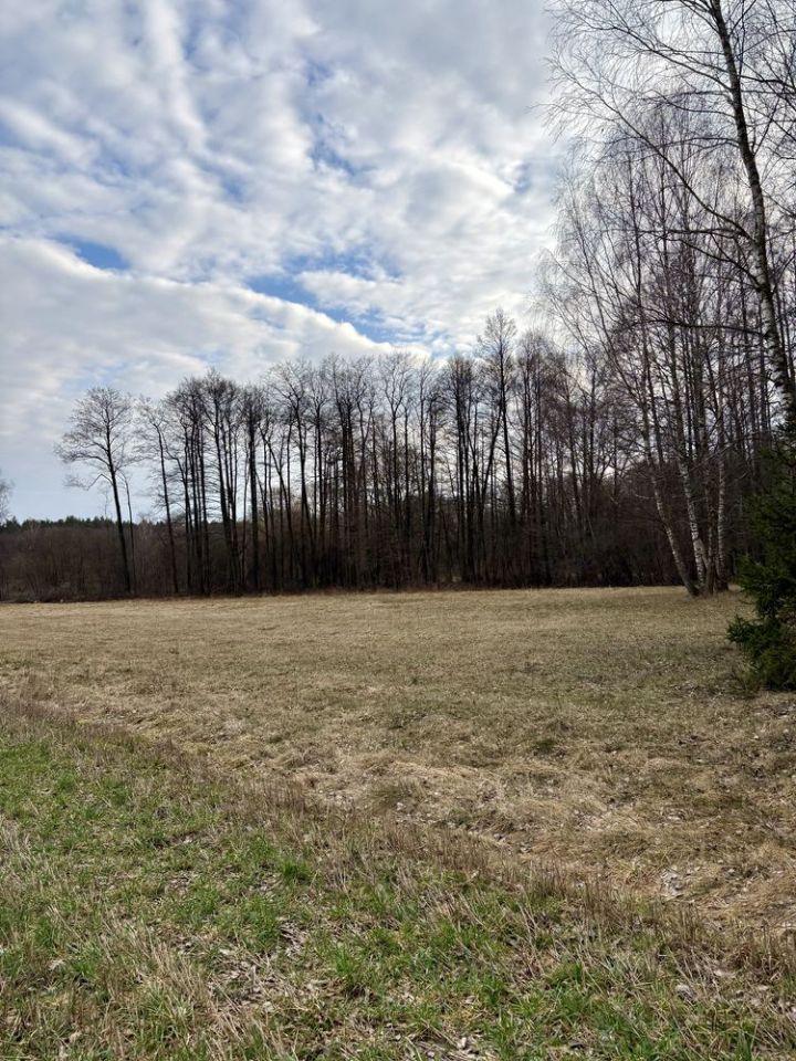 Działka rolna Rogowo-Kolonia. Zdjęcie 1