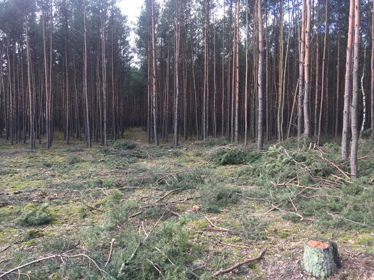 Działka budowlana Zielonka, ul. Koperkowa. Zdjęcie 6