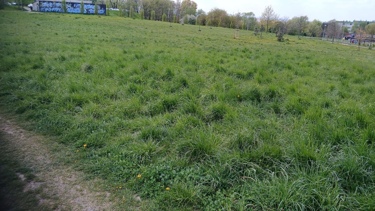 Działka rolna Tarnów Grabówka, Monte Cassino Tarnów Marynki Wojennej. Zdjęcie 7