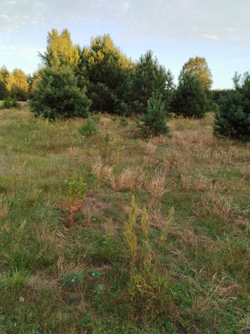 Działka Obłudzin. Zdjęcie 1