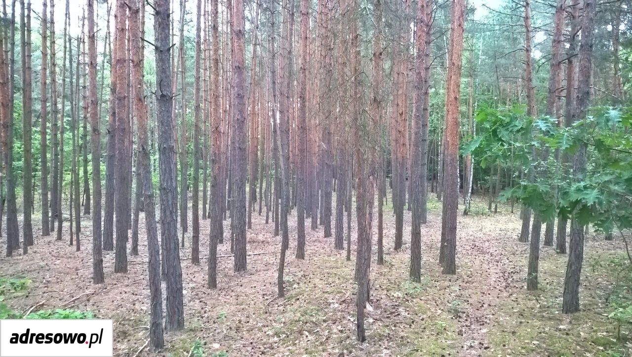 Działka leśna Pojawie. Zdjęcie 7