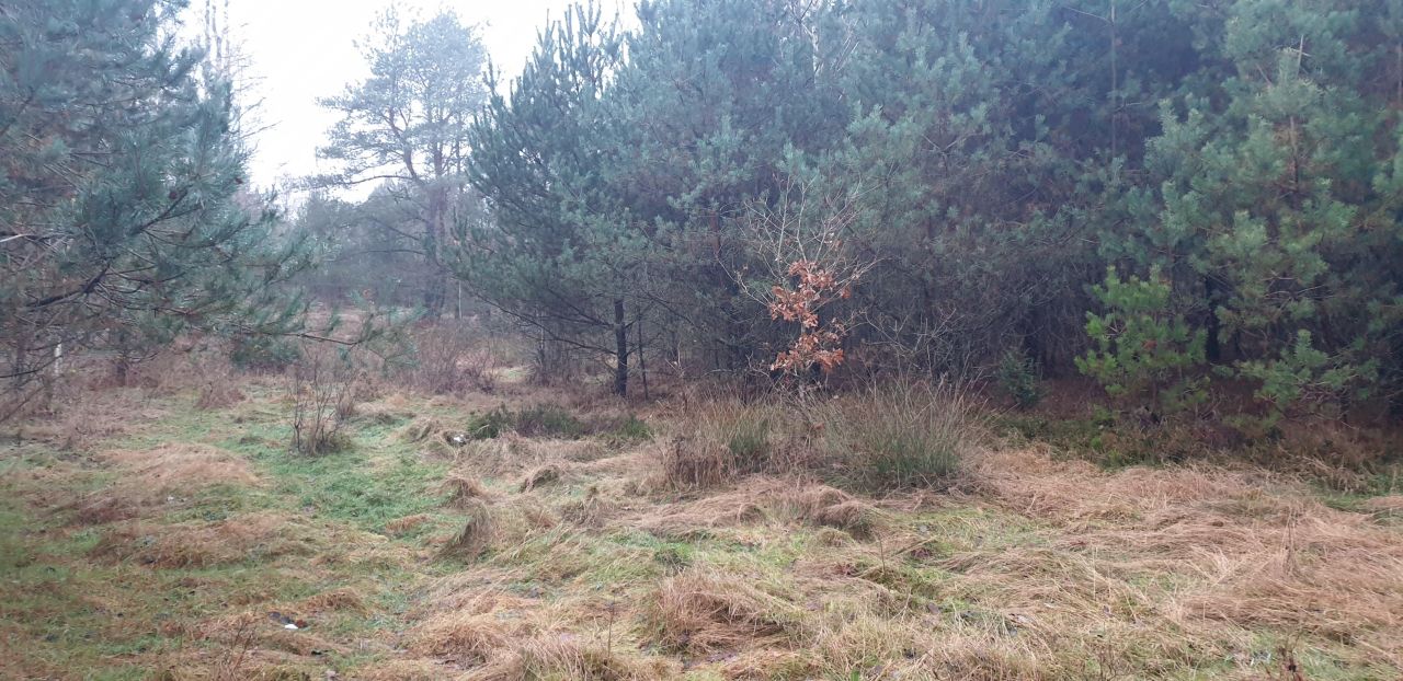 Działka rolna Kobylasz. Zdjęcie 8