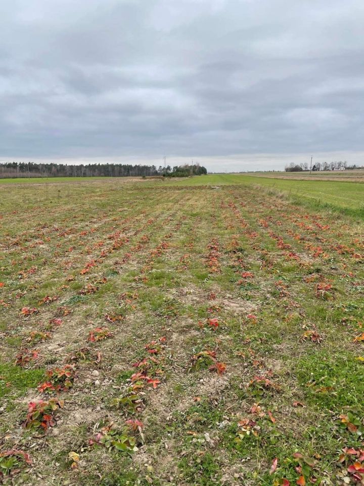 Działka budowlana Rogowa. Zdjęcie 3
