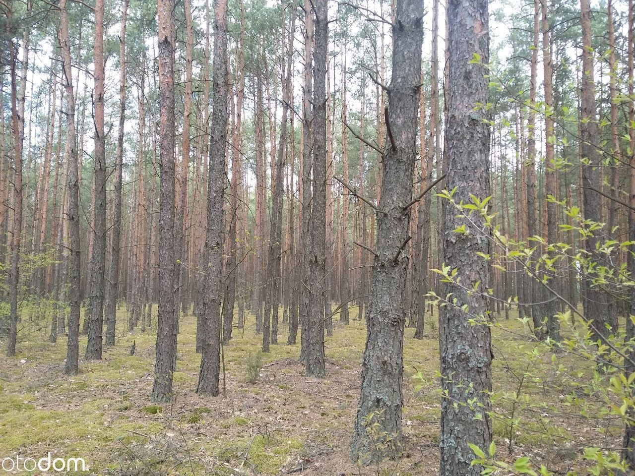 Działka leśna Połoń. Zdjęcie 7