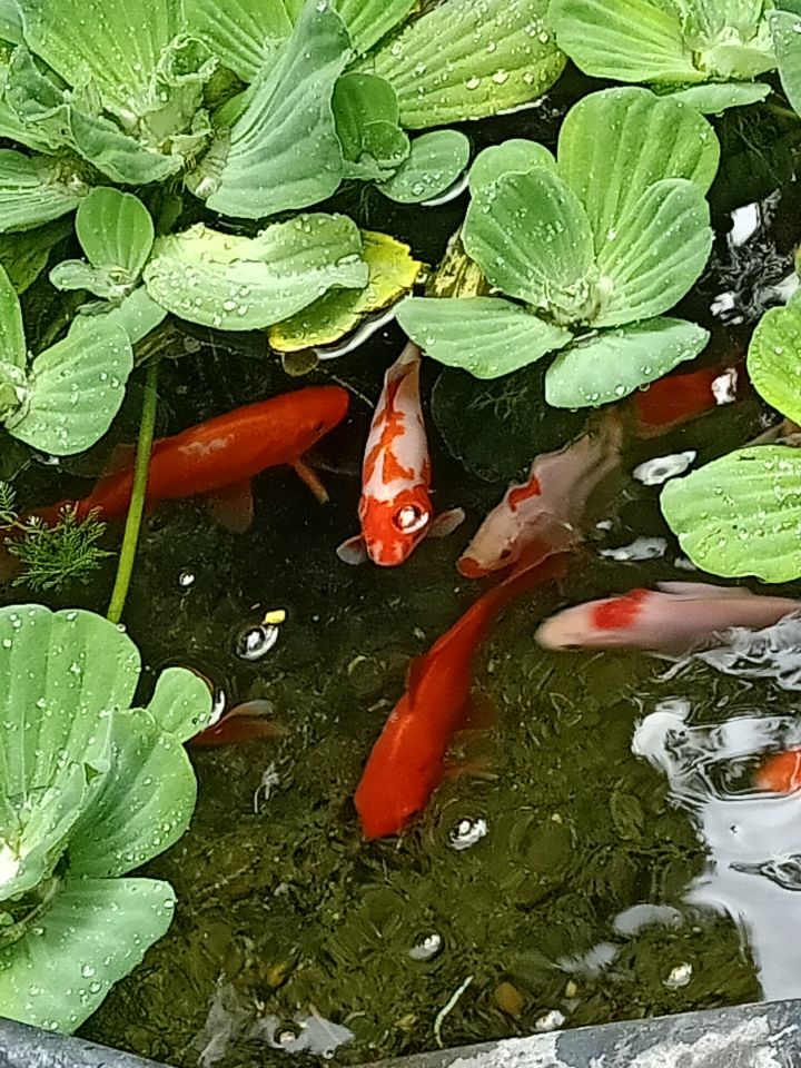dom wolnostojący, 5 pokoi Gorzów Wielkopolski Wieprzyce, ul. Kostrzyńska. Zdjęcie 32