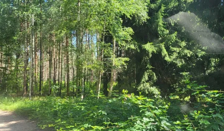 Działka leśna Boreczno