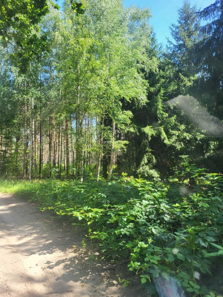 Działka leśna Boreczno