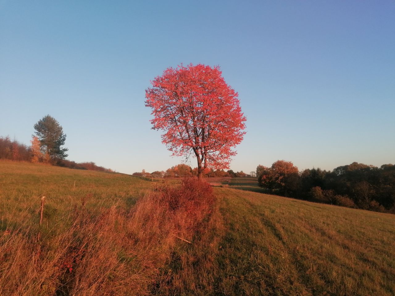 Działka rekreacyjna Rybotycze. Zdjęcie 16